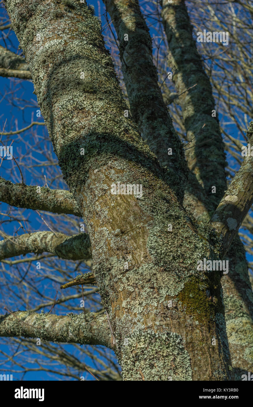 Lichen in sunshine hi-res stock photography and images - Alamy
