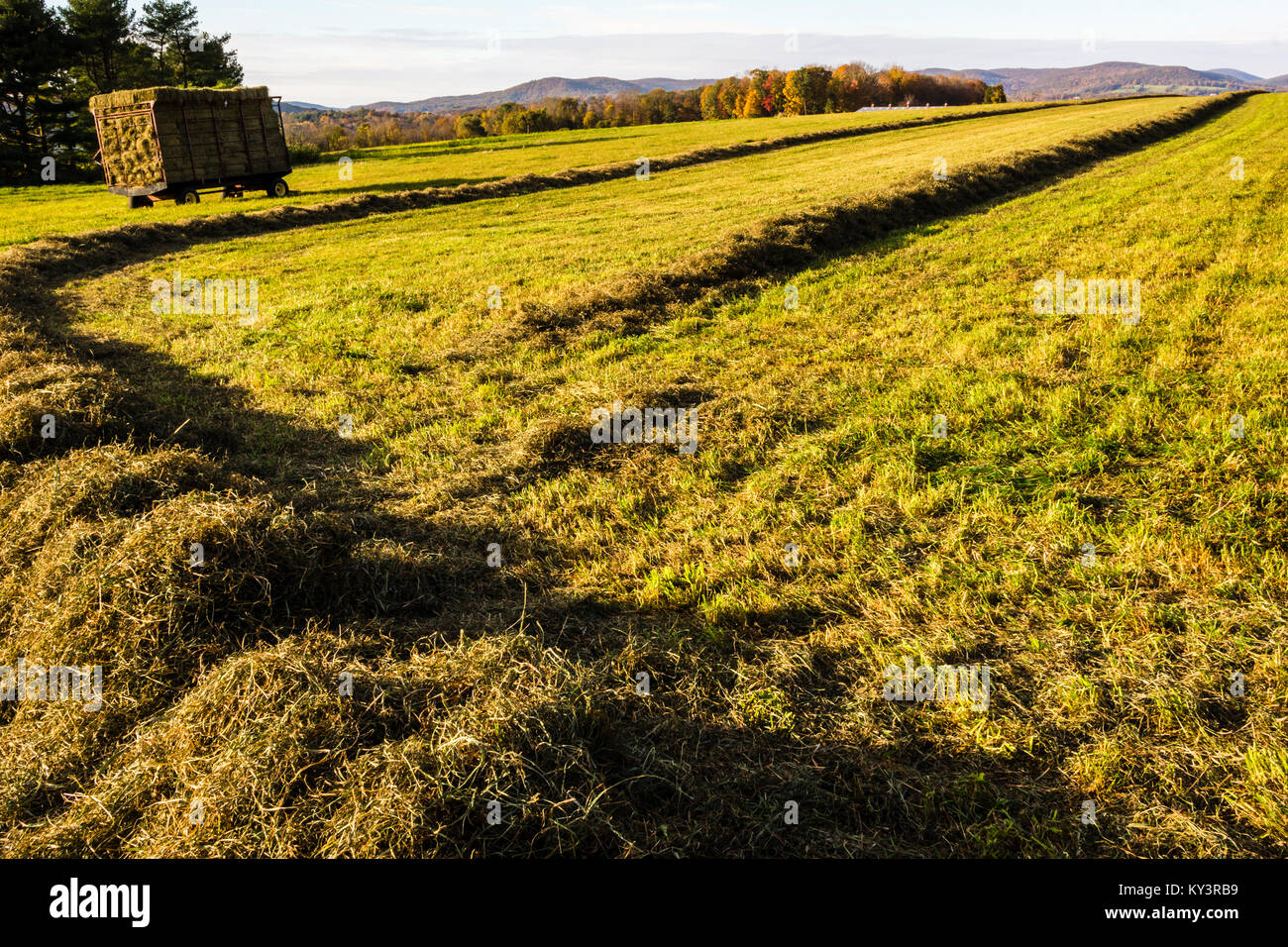 Field   Lakeville, Connecticut, USA Stock Photo