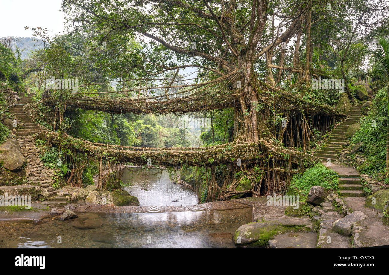 Living roots bridge near Nongriat village, Cherrapunjee, Meghalaya, India. This bridge is formed by training tree roots over years to knit together. Stock Photo