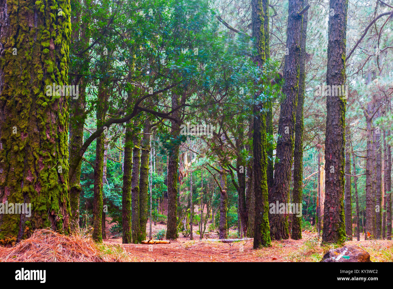 Trunks of pine trees hi-res stock photography and images - Alamy