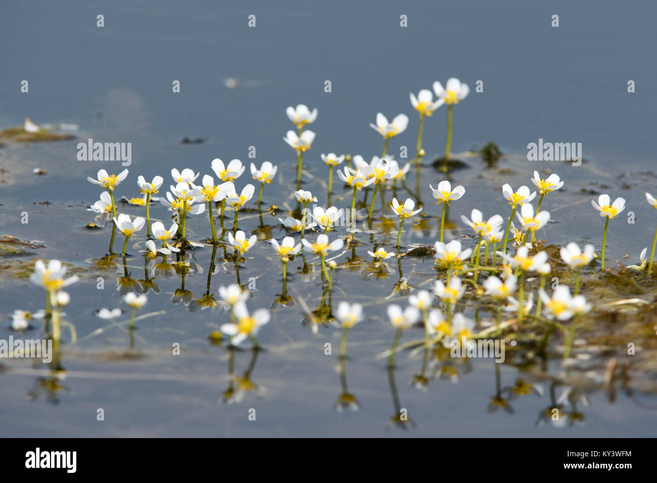White Water Crowfoot (Ranunculus fluitans) floating on water in Summer