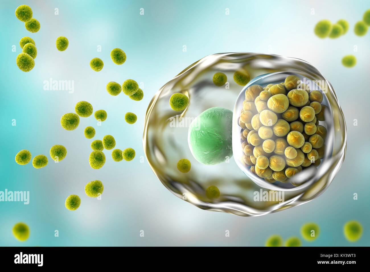 Chlamydia infection. Computer illustration of a cell infected with Chlamydia trachomatis bacteria. Elementary bodies (EBs, small dark green spheres), the non-replicating infectious form of the bacteria are seen outside the host cell. EBs infect the cell and are transformed into reticulate bodies (RB), which are replicating form. RBs are seen as a group of small light green spheres near the nucleus (dark green) of the cell. Chlamydia is a sexually transmitted infection that can go undetected causing infertility. It also causes the eye disease trachoma, which can lead to blindness. Stock Photo