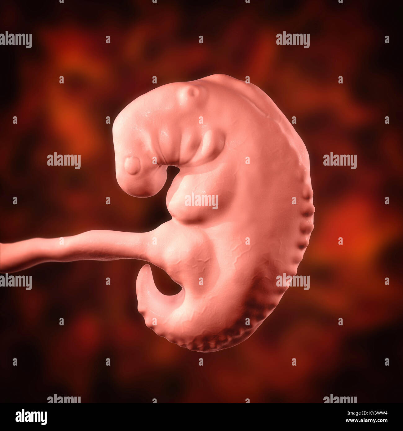 Embryo baby uterus hi-res stock photography and images - Alamy