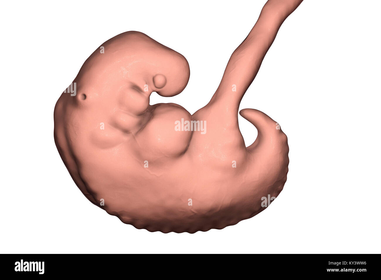 Embryo during the middle part of the 4th week, computer illustration. Stock Photo