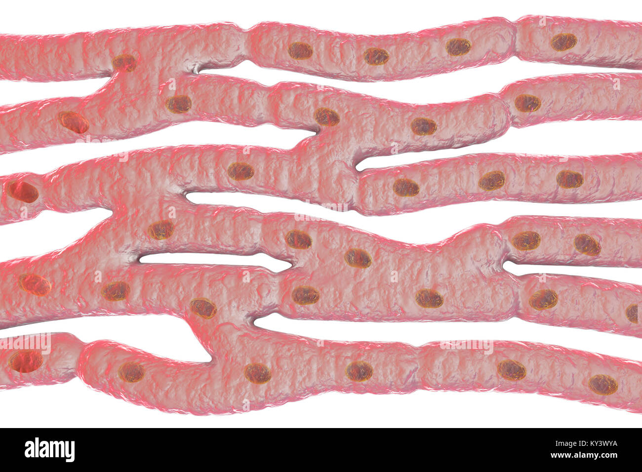 Heart muscle structure, computer illustration. Heart muscle is composed of spindle-shaped cells grouped in irregular bundles. Boundaries between individual cells are faintly visible here. Each cell contains one nucleus, visible as a dark stained spot. Cardiac muscle is a specialised muscle tissue that can contract regularly and continuously without tiring. Stock Photo