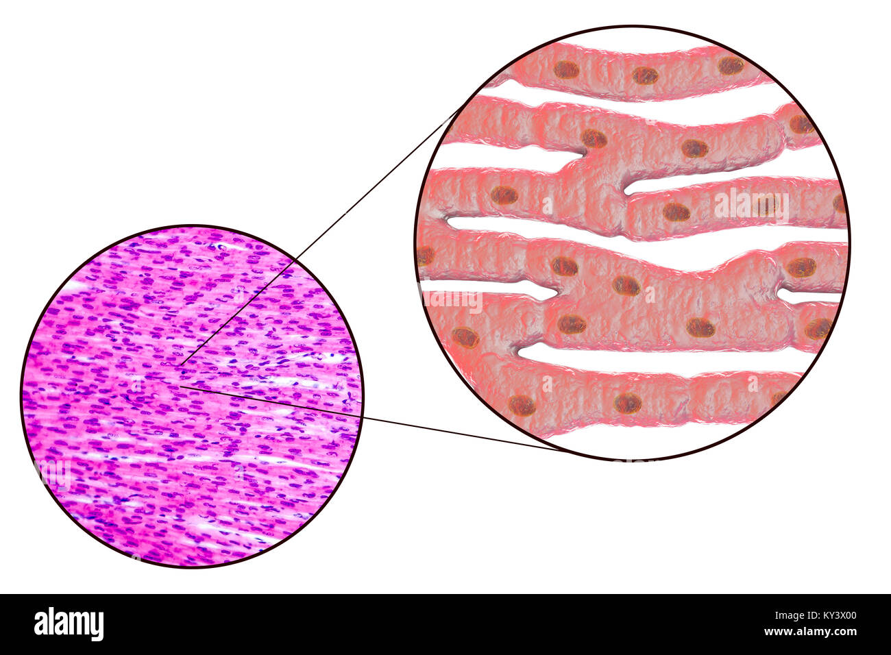 Heart muscle structure, computer illustration and light micrograph. Heart muscle is composed of spindle-shaped cells grouped in irregular bundles. Boundaries between individual cells are faintly visible here. Each cell contains one nucleus, visible as a dark stained spot. Cardiac muscle is a specialised muscle tissue that can contract regularly and continuously without tiring. Stock Photo