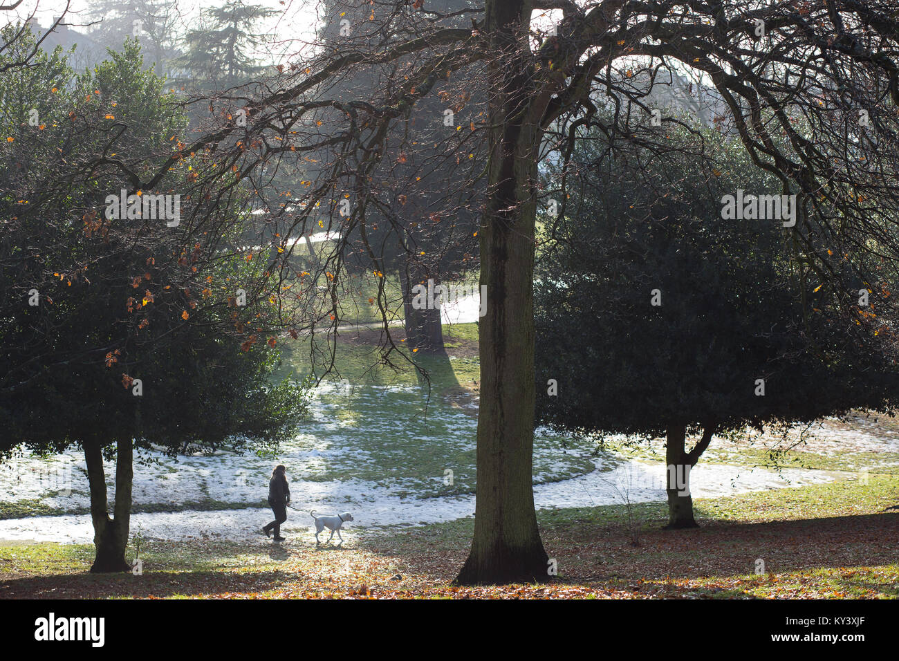 Lady walking dog on a bright winter morning in Brinton Park, Kidderminster. Sunlight shines through large trees on to snow-covered grass. Stock Photo