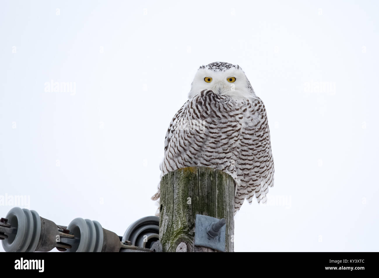 Snowy Owl (bubo scandiacus) sitting on a utility pole in the wild and looking at camera.  Lots of detail and room for copy if needed. Stock Photo