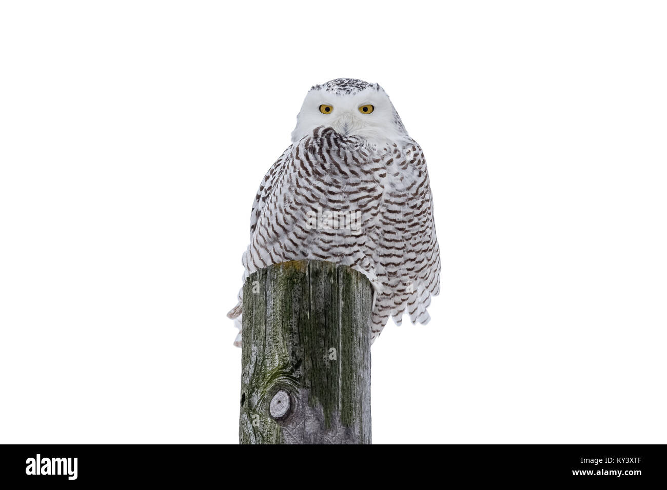 Snowy owl (bubo scandiacus) sitting on a wooden post in the wild and looking at camera.  Isolated on a white background.  Lots of detail. Stock Photo