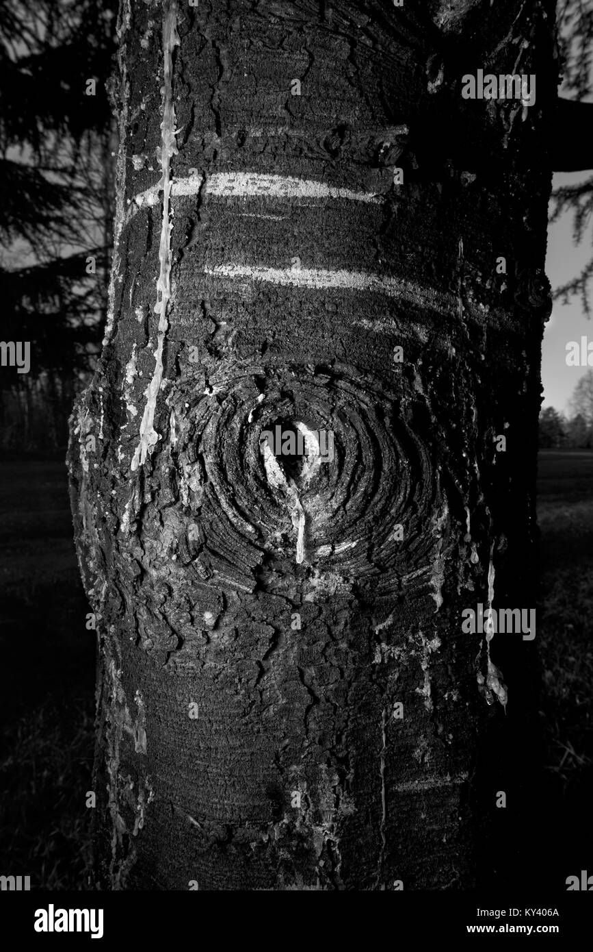 Crying tree tear Stock Photo