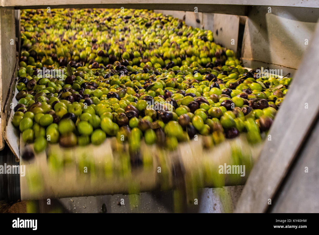 Olive oil extraction process in an olive oil press mill in Greece Stock