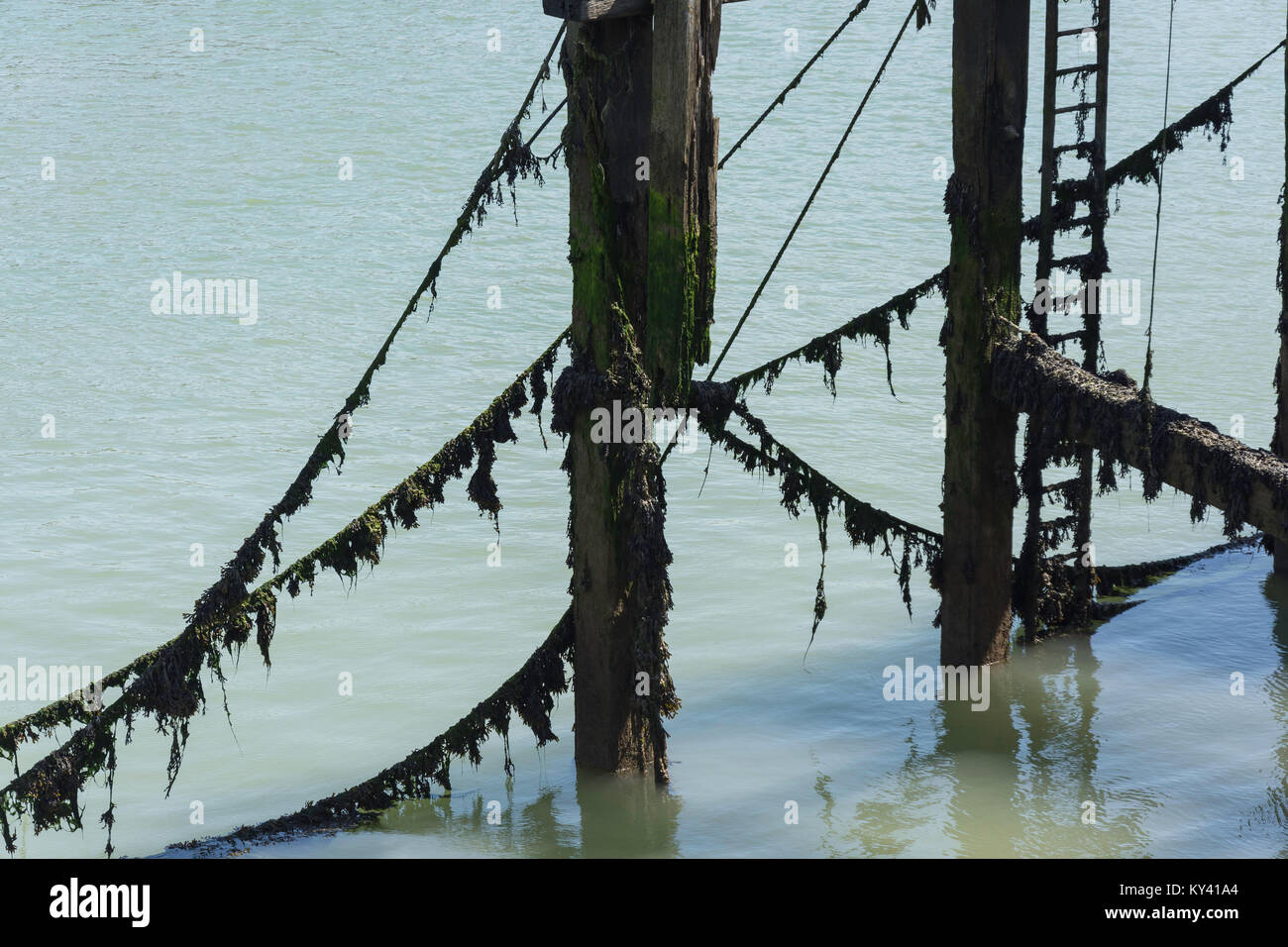 Seaweed-covered ropes, pylons and ladder on West Quay, Newhaven, East Sussex, England, United Kingdom Stock Photo