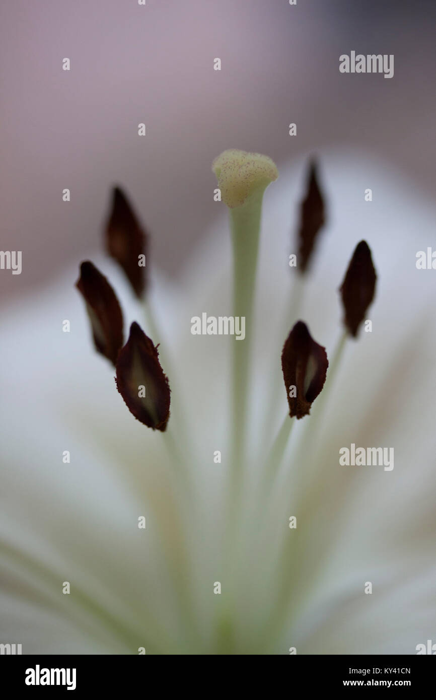 White lily showing stigma and stamens with boke background Stock Photo