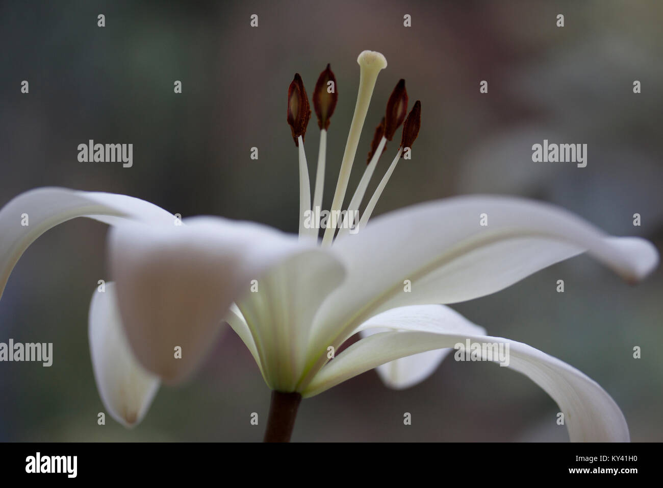 White lily with boke background. Bloom fills the frame with soft focus petals and sharp view of stigma and stamens. The underside of bloom in visible. Stock Photo