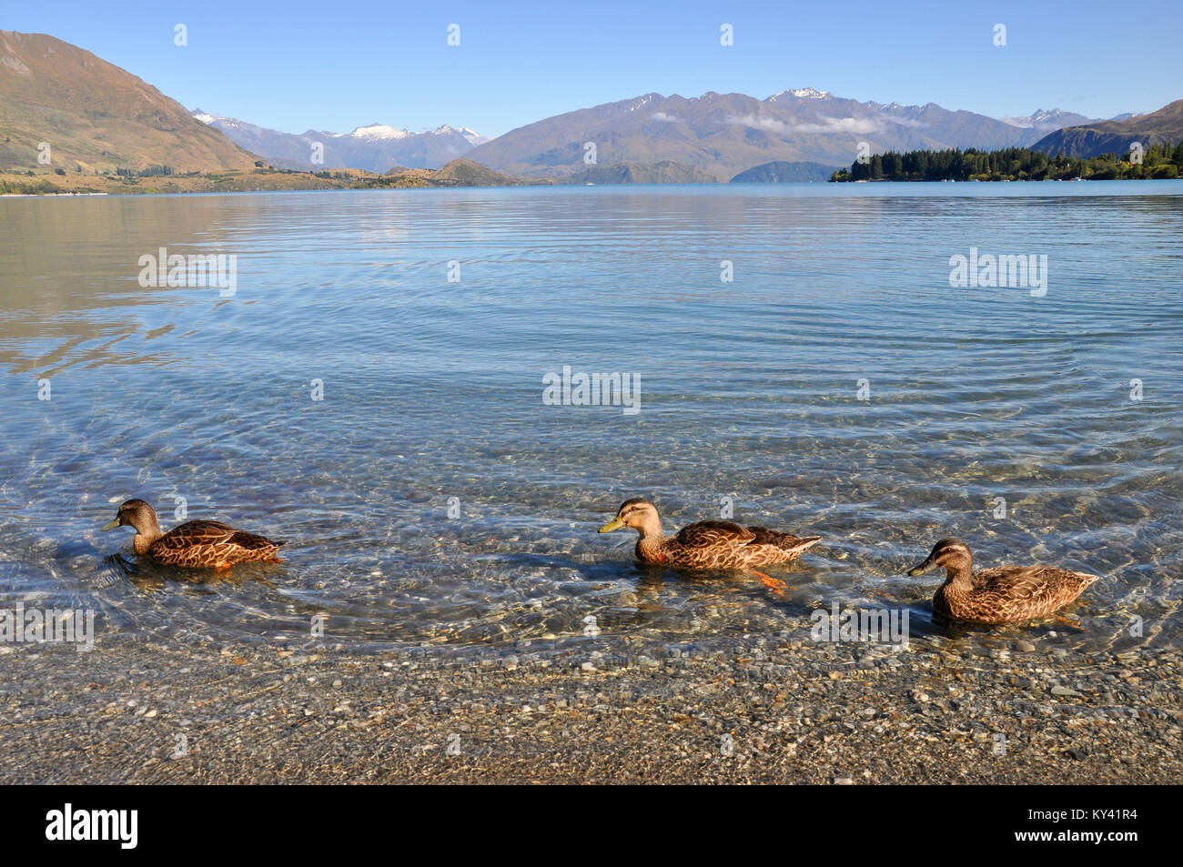 Lake Wanaka on New Zealand South Island on a sunny day. Ducks swimming. Otago region. Blue sky clean water. Space for copy Stock Photo