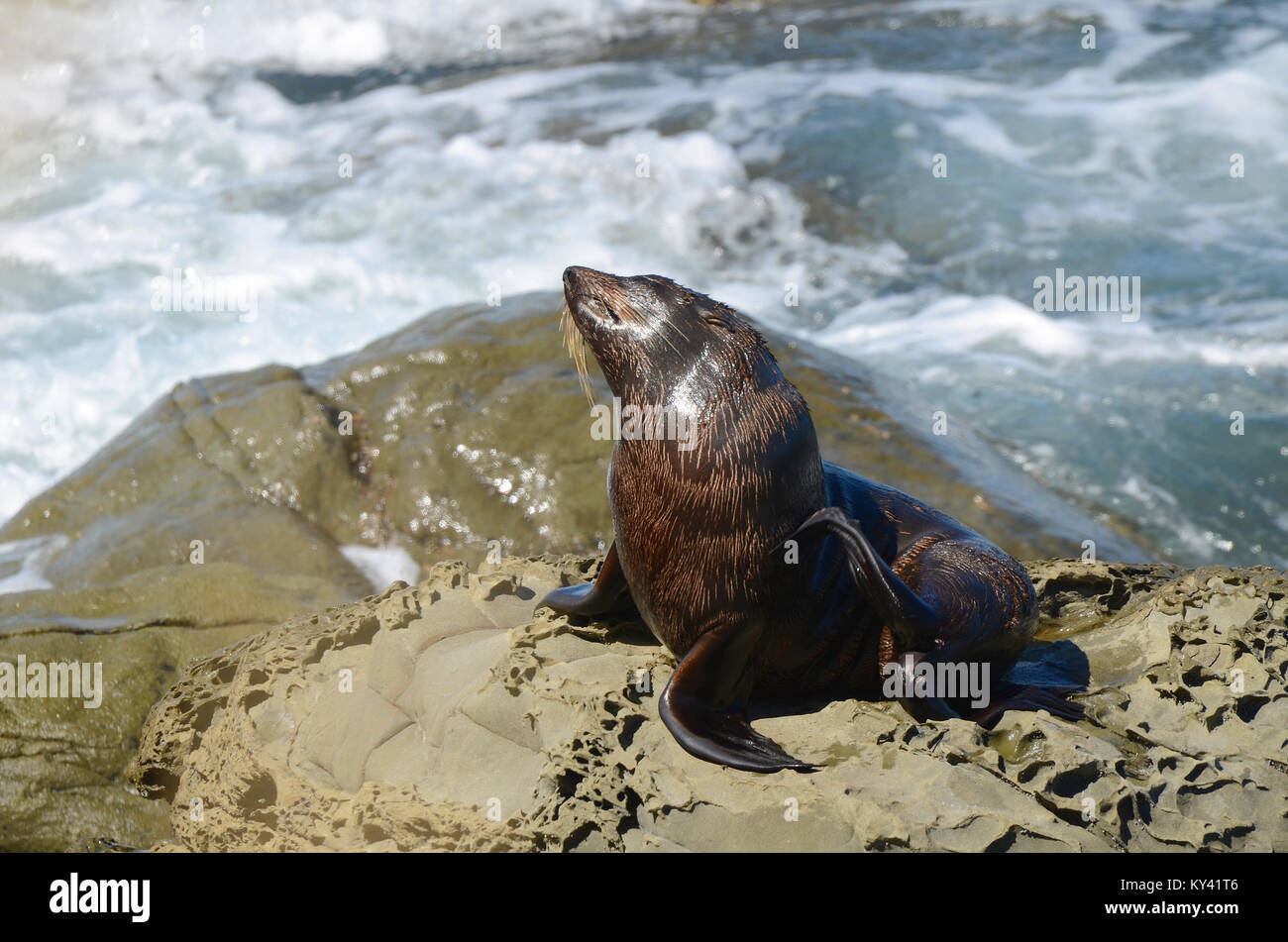 Fur seal of the species of pinnipeds belonging to the Arctocephalinae subfamily in the Otariidae family. On rocks on New Zealand Pacific east coast Stock Photo