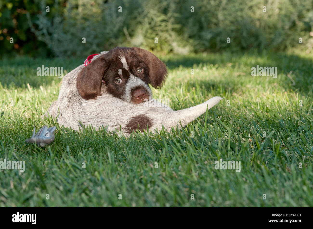 How Long Do 12 Week Old Puppies Sleep