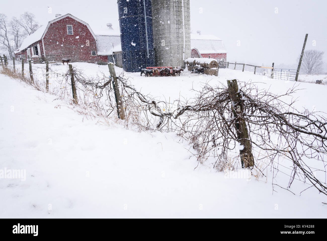 Barn cattle, Snowfall, East Montpelier, Vermont, USA. Stock Photo