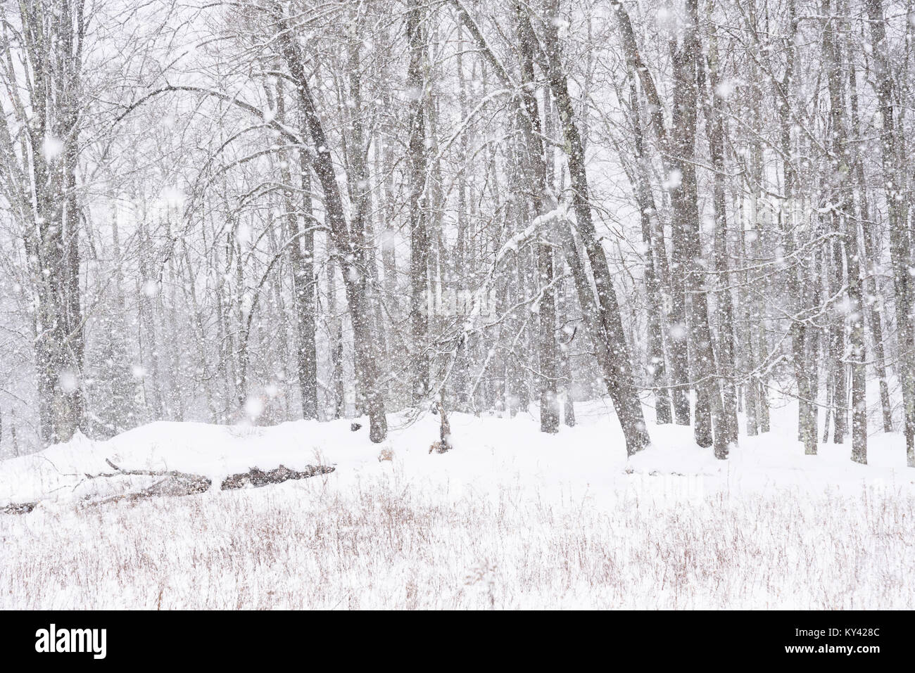 Snowfall, East Montpelier, Vermont, USA. Stock Photo