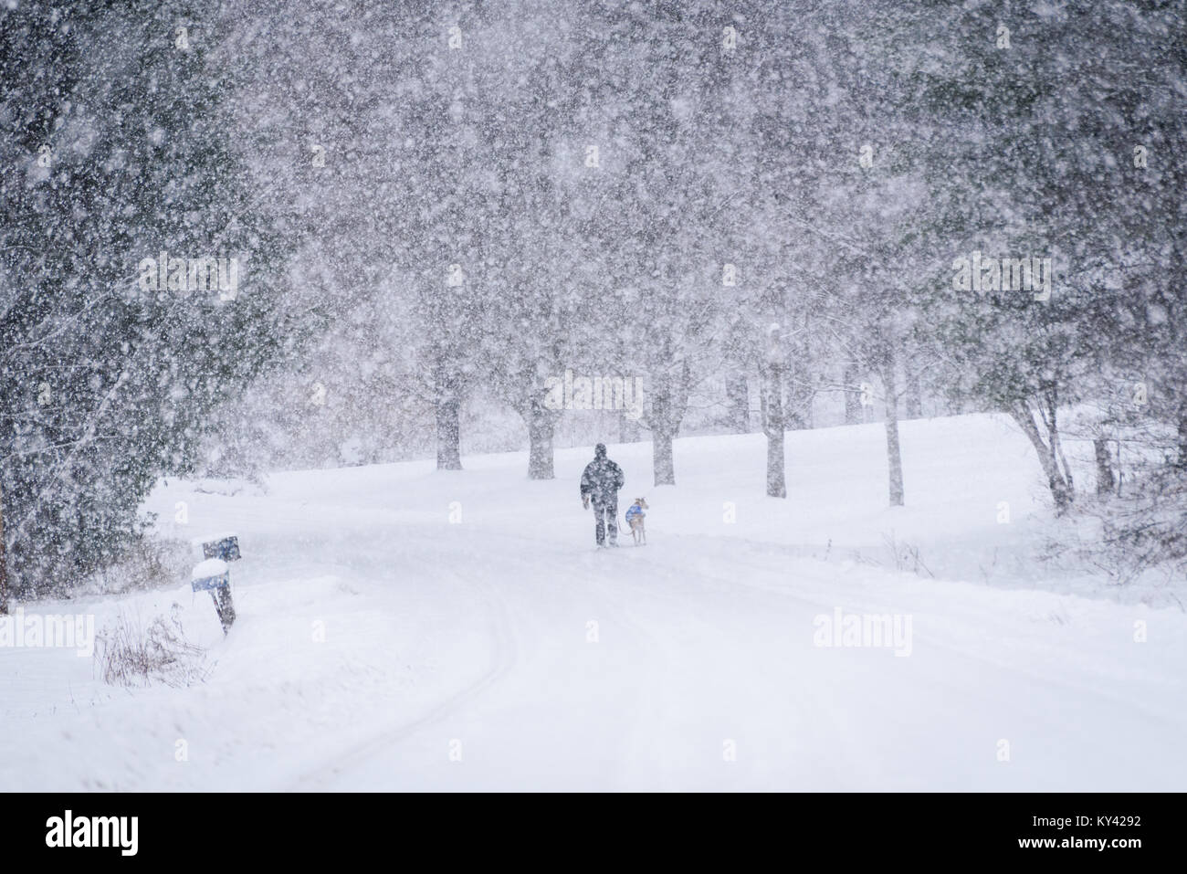 Snowfall, East Montpelier, Vermont, USA. Walking dog; walking greyhound. Stock Photo