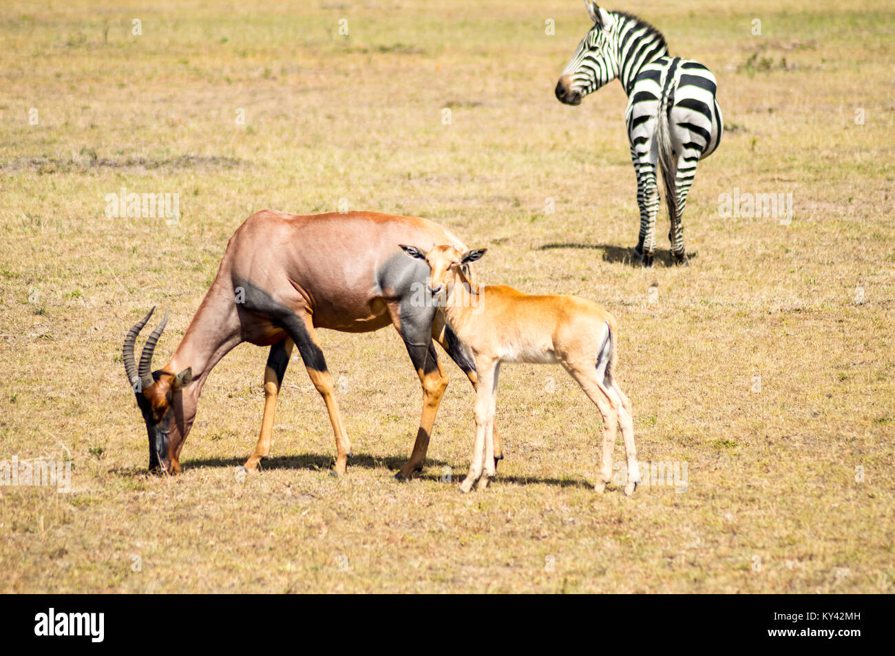 Topi and his baby grazing in the savannah of Masai Mara Park in Kenya Stock Photo
