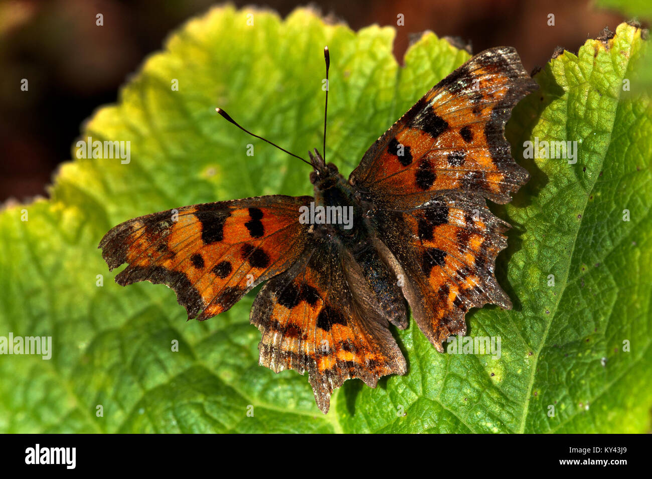Comma butterfly (Polygonia c-album) resting on leaf in garden in southern England, Hampshire, UK Stock Photo