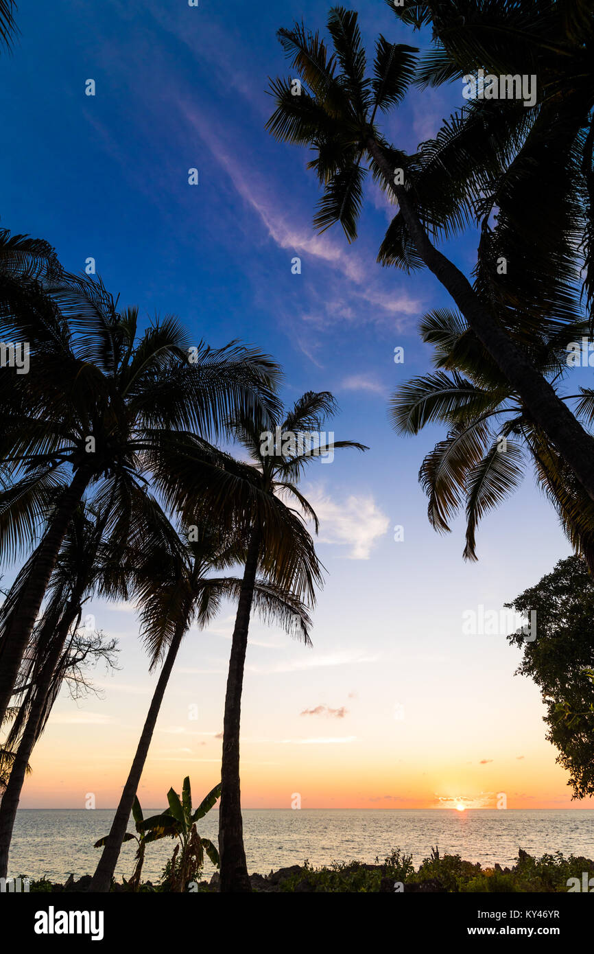 View to exotic palms growing at seaside in Caribbean in sunset lights. Stock Photo