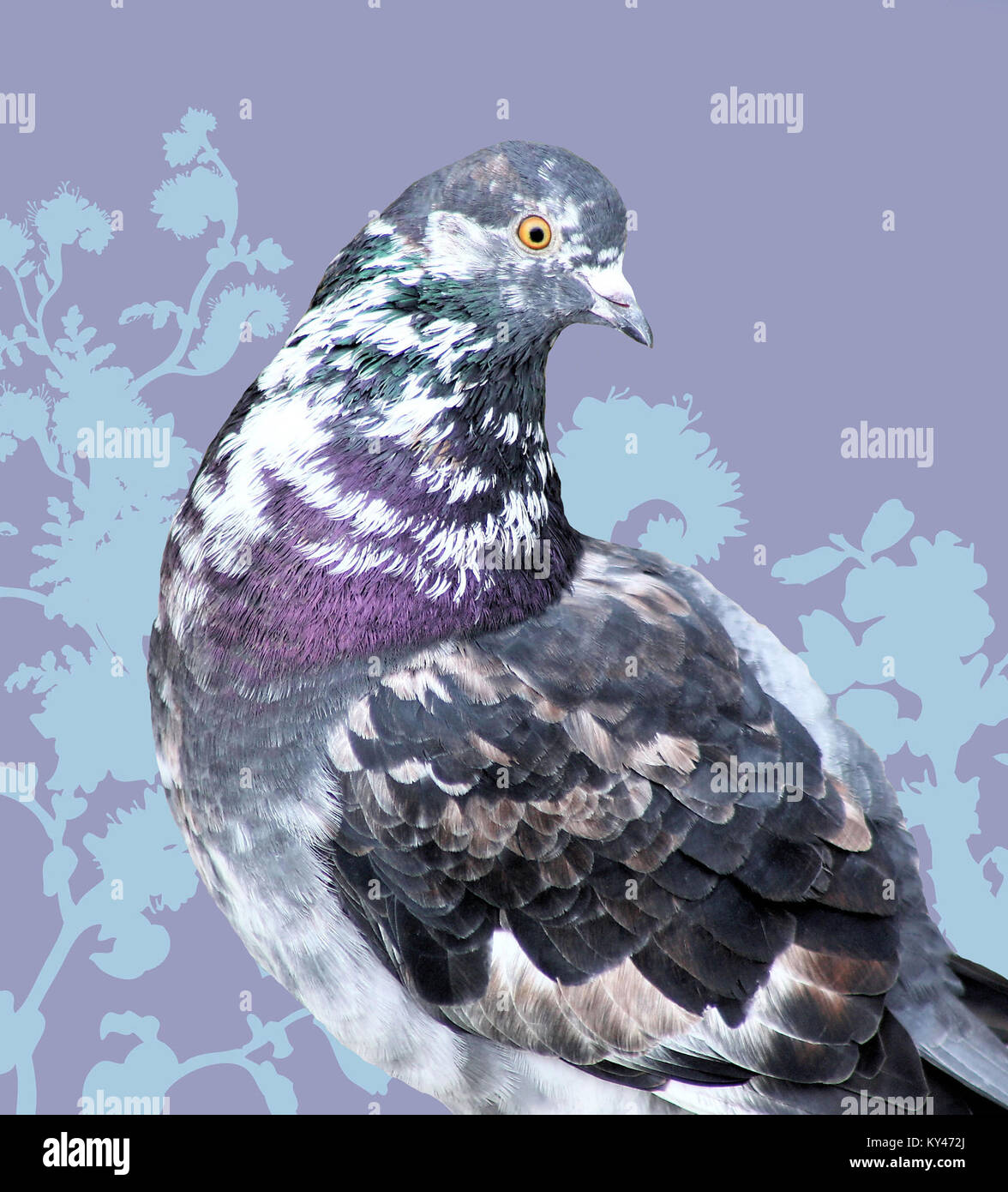 stockx purple pigeon