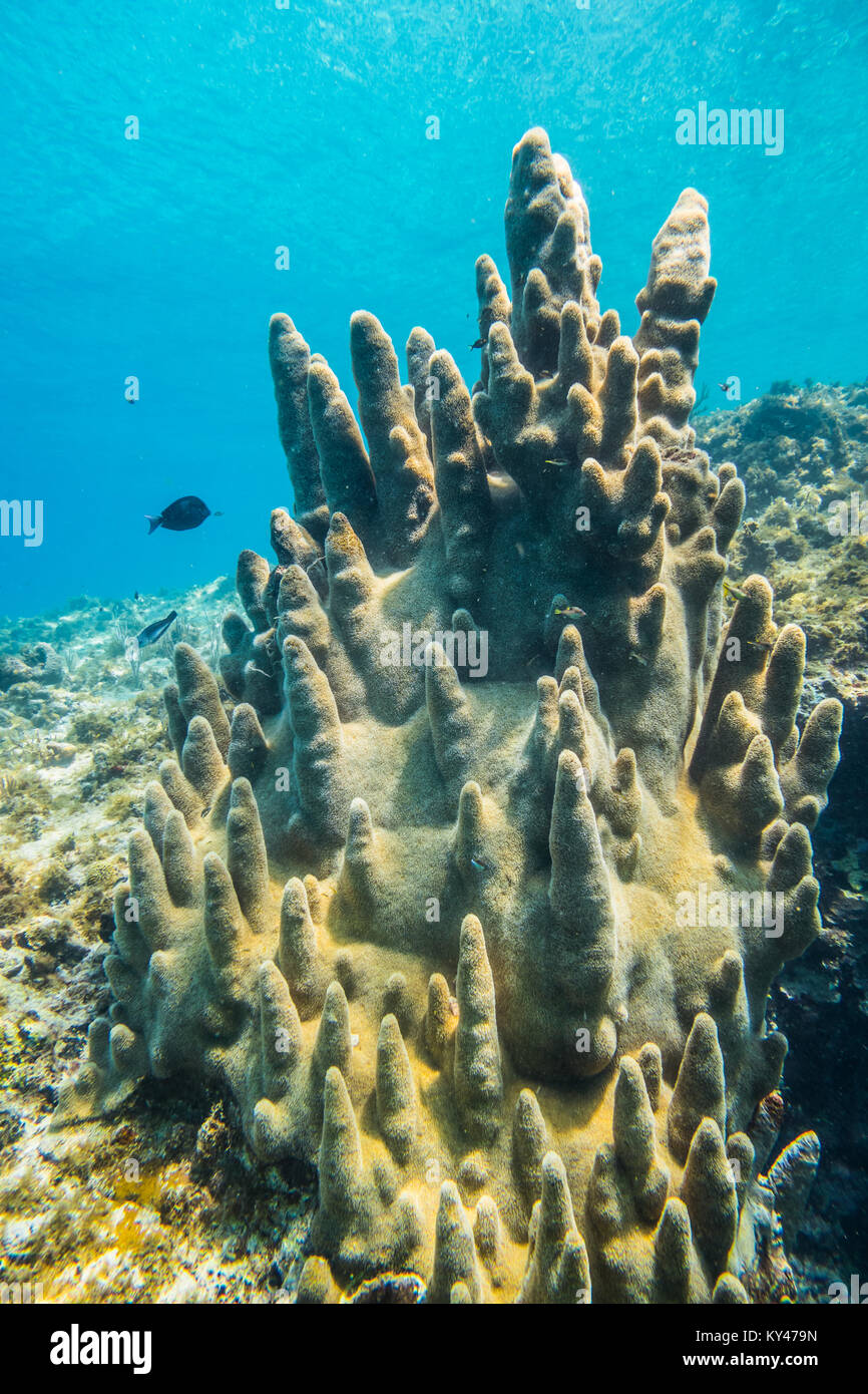 Huge and Rare Pillar Corals in the Caribbean Sea Stock Photo