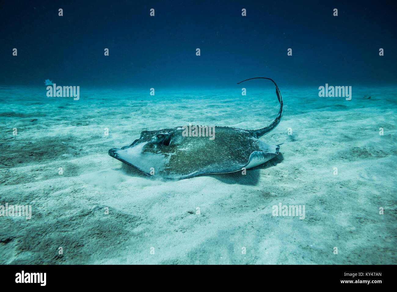 Common Stingray swimming on the ground of the ocean. Stock Photo