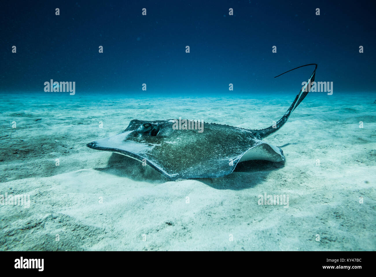 Common Stingray swimming on the ground of the ocean. Stock Photo