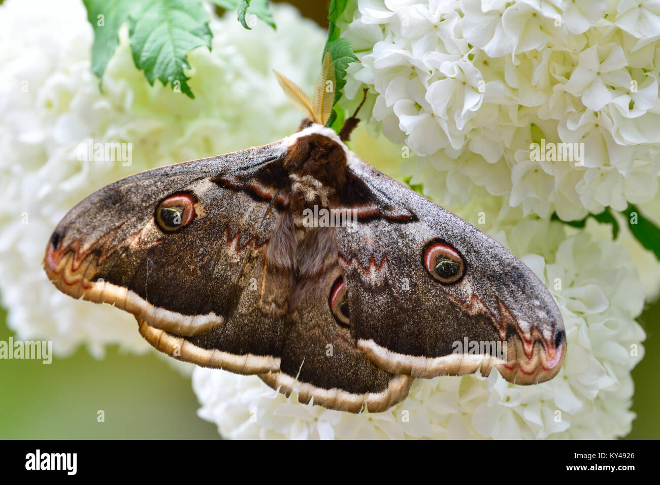 The Giant Peacock Moth (Saturnia pyri) on White Flower, the largest moth in Europe Stock Photo