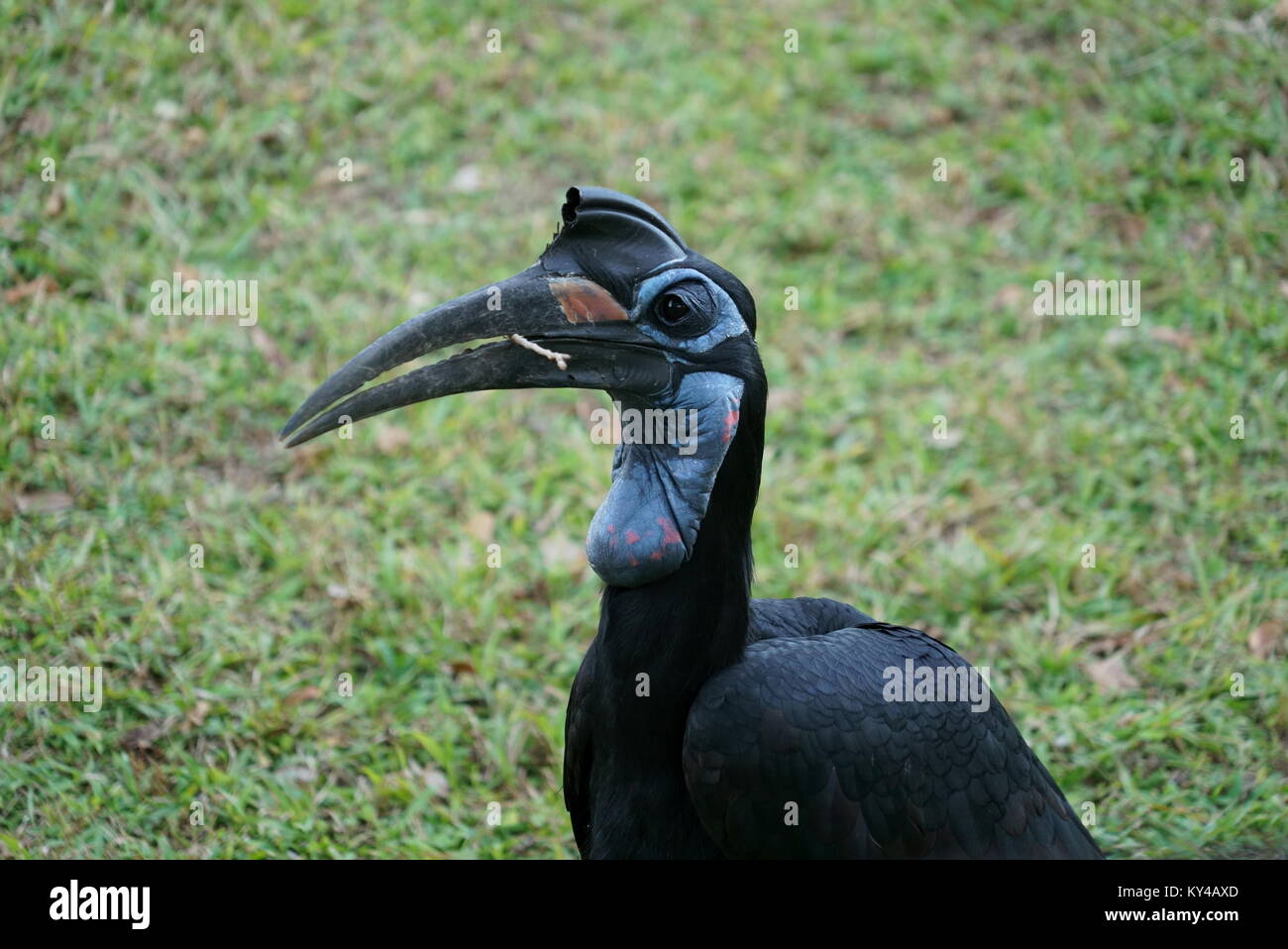 Black Hornbill Bird with Twig Stock Photo