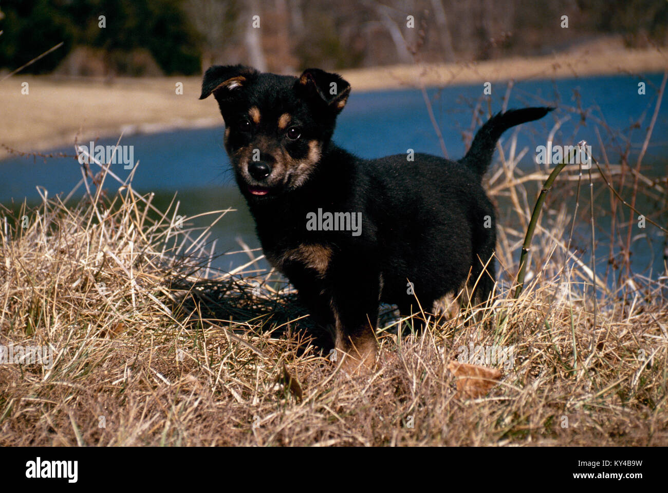 German shepherd puppy, Canis lupus familiaris, near lake in winter, Missouri Stock Photo