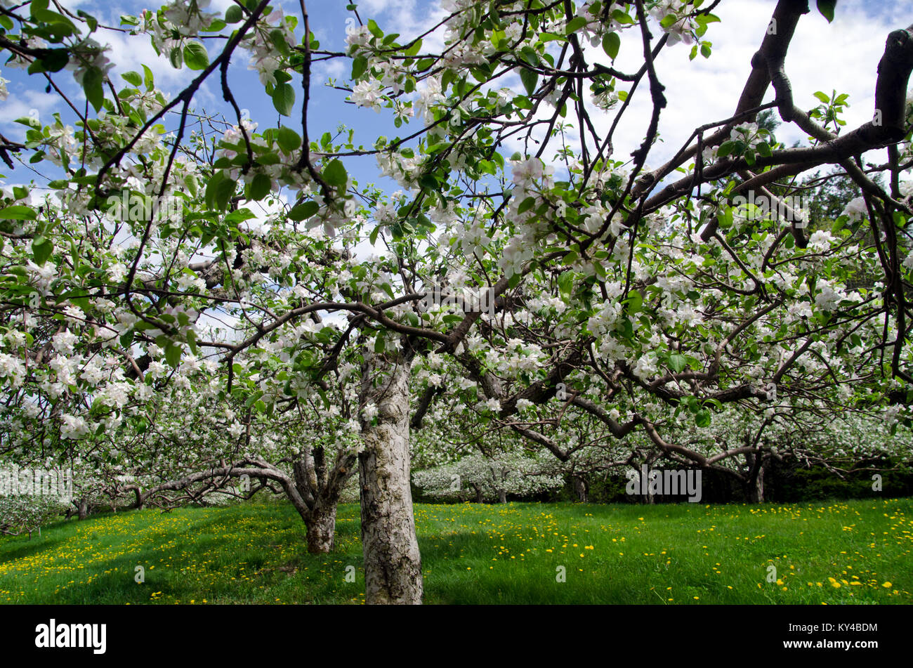 Apple trees (Malus pumila) in bloom, Hansel's orchard, North Yarmouth