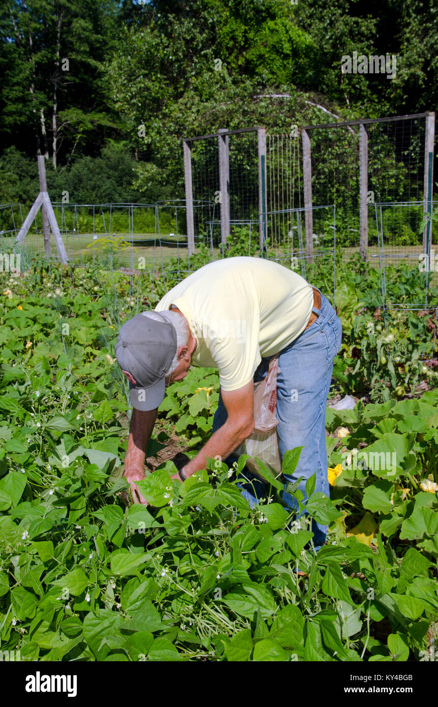 Man harvesting beans in community garden plot, Yarmouth Maine, USA Stock Photo