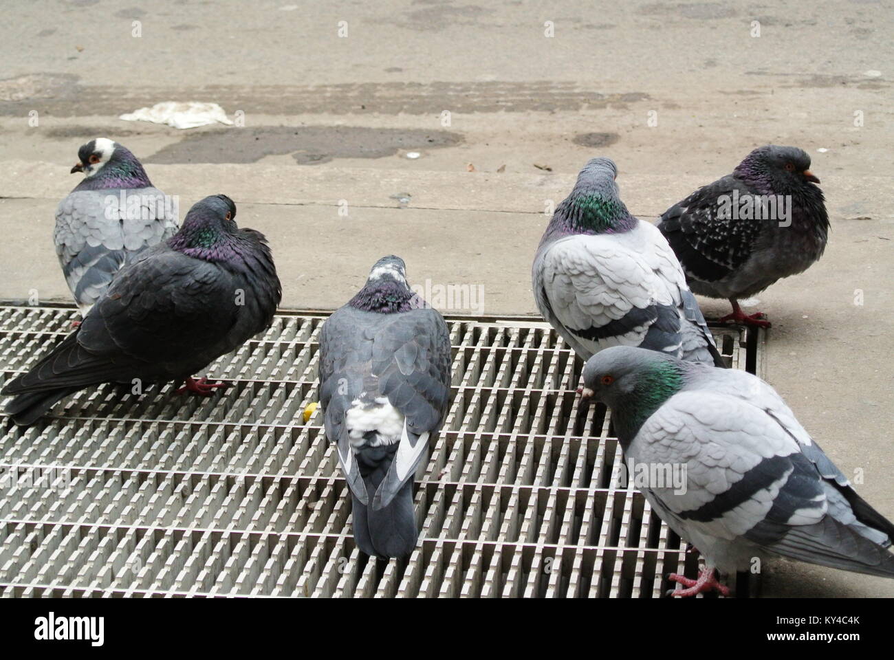 Toronto pigeons hires stock photography and images Alamy