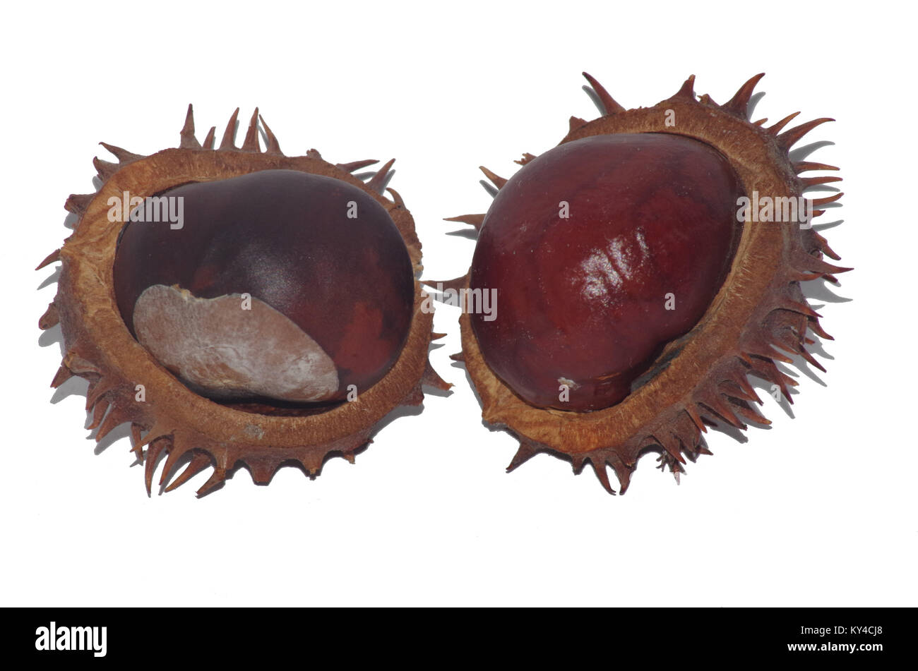 two isolated chestnuts in its spiky husk Stock Photo