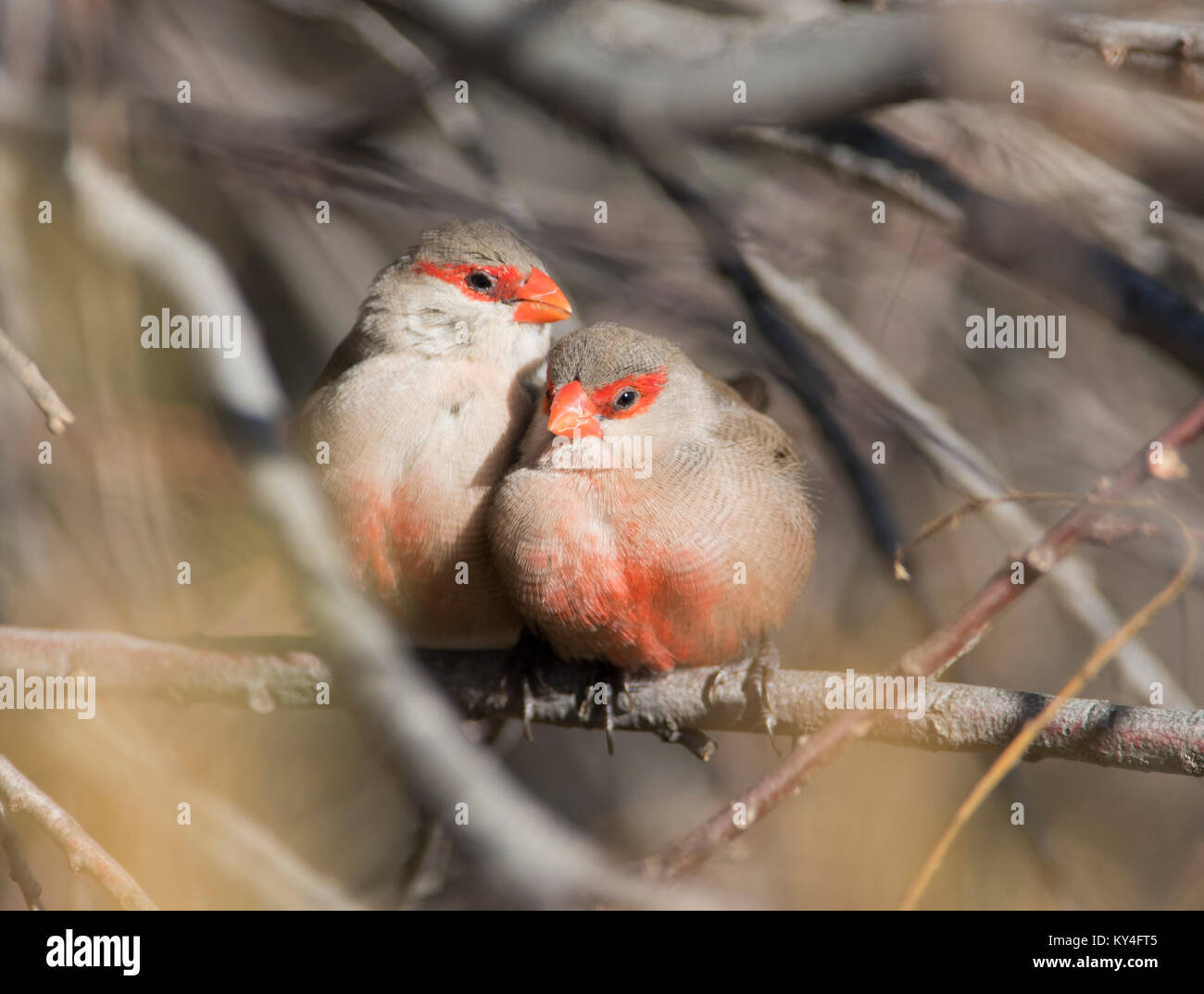 Pair of Common Waxbills Estrilda astrild sat together framed by branches Algarve Portugal. Stock Photo