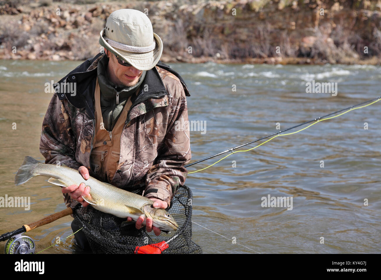 fly fisherman pulling large bull trout out of fishing net Stock Photo