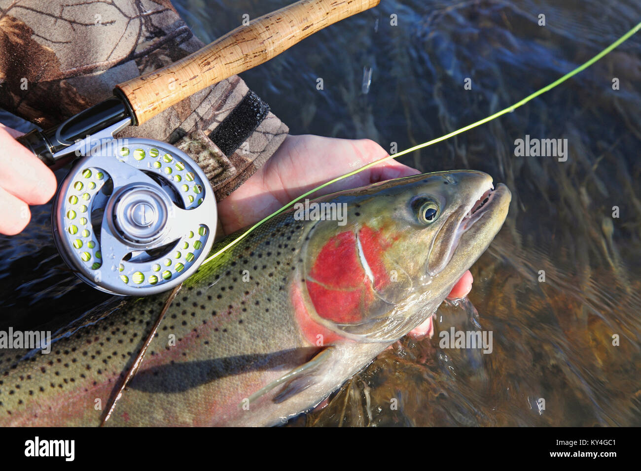 closeup fisherman holding colorful steelhead trout and fly rod Stock Photo