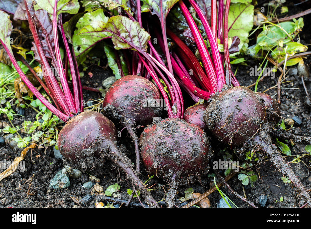 Fresh organic Beetroot right out of the ground. Organic gardening at ...