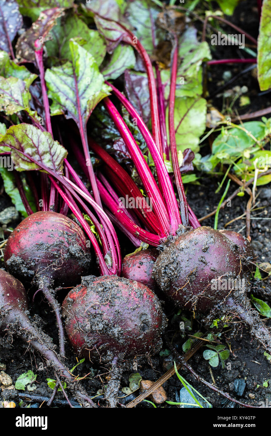 Fresh organic Beetroot right out of the ground. Organic gardening at ...