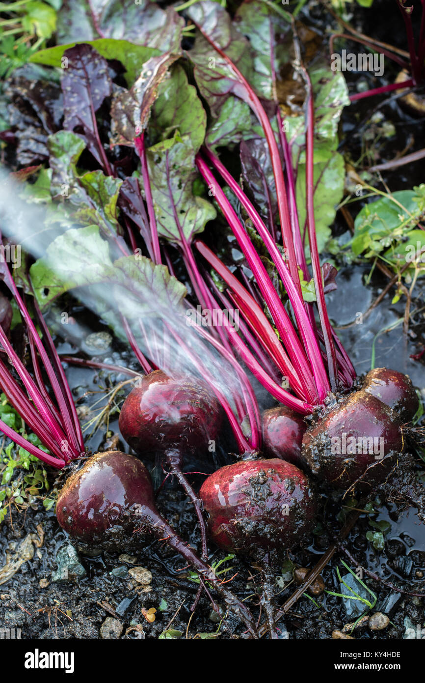 Fresh organic Beetroot right out of the ground.Washing the dirt off ...