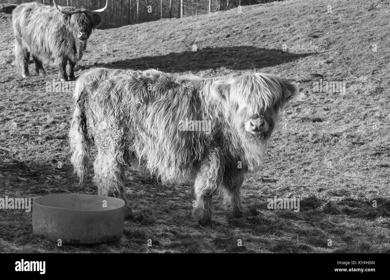 Angus calf & mother Stock Photo