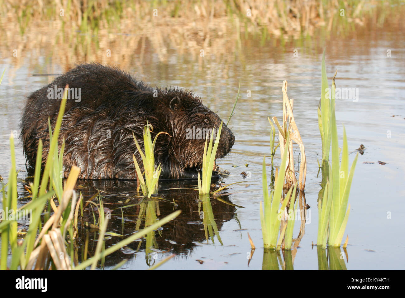 big beaver eating roots in the lake Stock Photo - Alamy