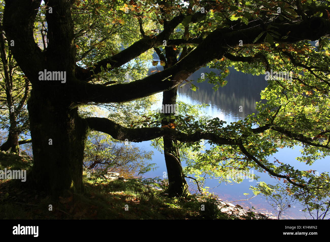 Tree silhouette in the October sunshine with water behind, Garreg Ddu reservoir Elan Valley, Powys, Mid Wales, taken from the path along the reservoir Stock Photo