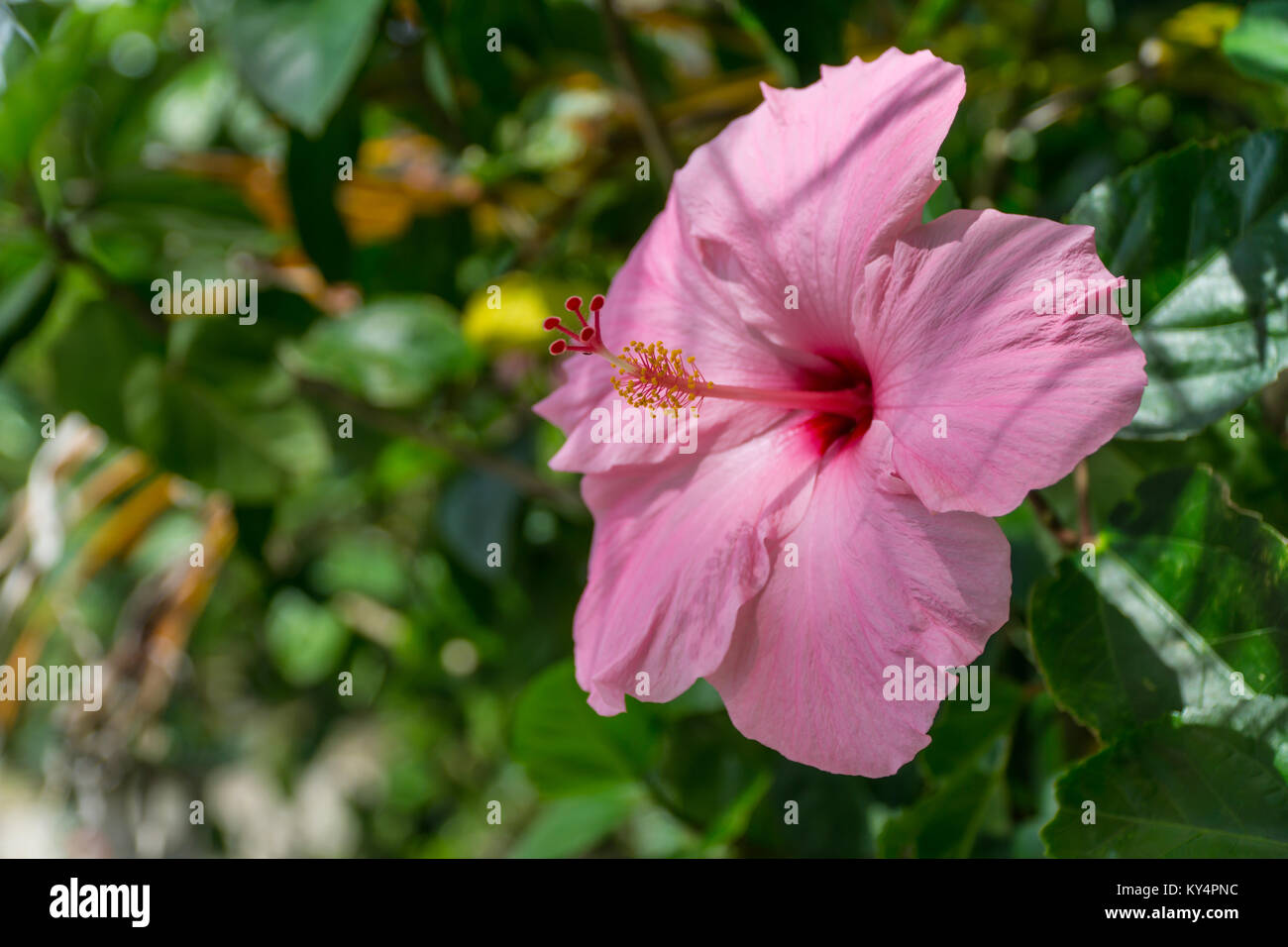 Gumamela hires stock photography and images Alamy