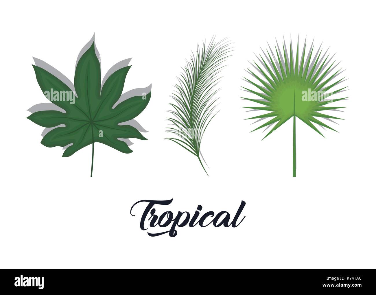 set of summer and trendy tropical leaves Stock Vector Image & Art - Alamy