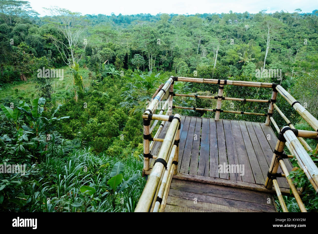Coffee plantation in bali hi-res stock photography and images - Alamy